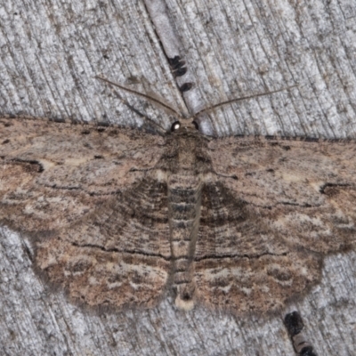 Ectropis excursaria (Common Bark Moth) at Melba, ACT - 13 Apr 2022 by kasiaaus