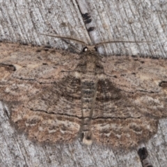 Ectropis excursaria at Melba, ACT - 14 Apr 2022