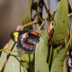 Delias nigrina (Black Jezebel) at Pialligo, ACT - 1 May 2022 by DPRees125