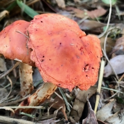 Leratiomyces ceres (Red Woodchip Fungus) at Aranda, ACT - 1 May 2022 by KMcCue