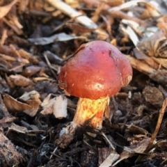 Unverified Fungus at Aranda, ACT - 1 May 2022 by KMcCue