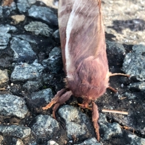 Oxycanus (genus) at Aranda, ACT - 1 May 2022