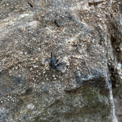 Boreoides subulatus (Wingless Soldier Fly) at Paddys River, ACT - 1 May 2022 by JimL