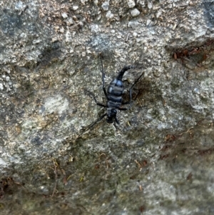 Boreoides subulatus at Paddys River, ACT - 1 May 2022