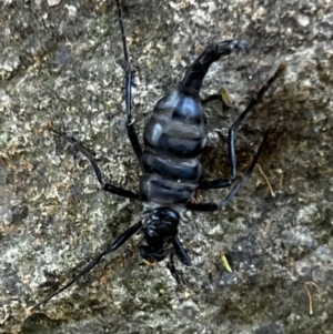 Boreoides subulatus at Paddys River, ACT - 1 May 2022