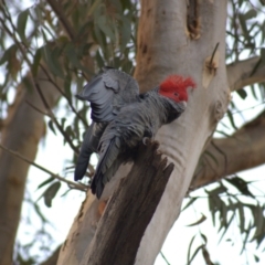 Callocephalon fimbriatum (Gang-gang Cockatoo) at Aranda Bushland - 1 May 2022 by Amy