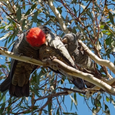 Callocephalon fimbriatum (Gang-gang Cockatoo) at Pialligo, ACT - 1 May 2022 by DPRees125