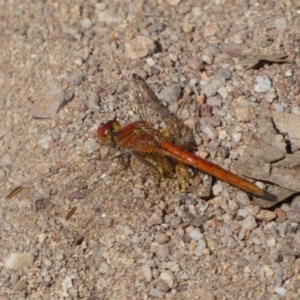 Diplacodes haematodes at Jerrabomberra, NSW - 23 Apr 2022