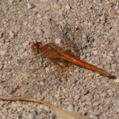 Diplacodes haematodes at Jerrabomberra, NSW - 23 Apr 2022