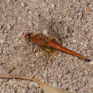 Diplacodes haematodes at Jerrabomberra, NSW - 23 Apr 2022 01:37 PM