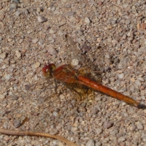 Diplacodes haematodes at Jerrabomberra, NSW - 23 Apr 2022