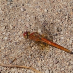 Diplacodes haematodes at Jerrabomberra, NSW - 23 Apr 2022 01:37 PM