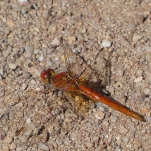 Diplacodes haematodes at Jerrabomberra, NSW - 23 Apr 2022