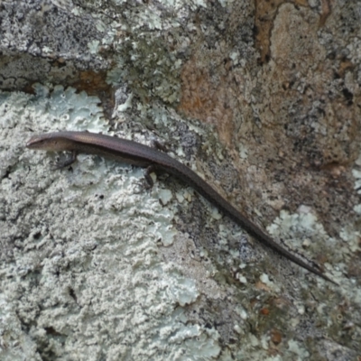 Lampropholis delicata (Delicate Skink) at Jerrabomberra, NSW - 23 Apr 2022 by Steve_Bok