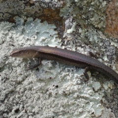 Lampropholis delicata at Jerrabomberra, NSW - 23 Apr 2022 02:02 PM