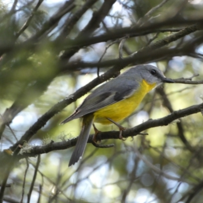 Eopsaltria australis (Eastern Yellow Robin) at Karabar, NSW - 1 May 2022 by Steve_Bok