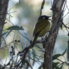 Nesoptilotis leucotis (White-eared Honeyeater) at Karabar, NSW - 1 May 2022 by SteveBorkowskis