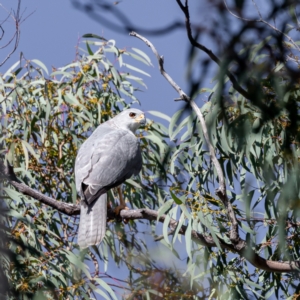 Tachyspiza novaehollandiae at Acton, ACT - 1 May 2022