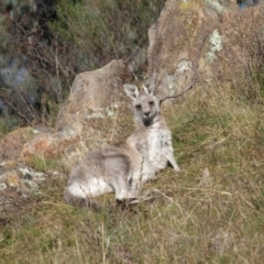 Macropus giganteus (Eastern Grey Kangaroo) at Torrens, ACT - 1 May 2022 by MatthewFrawley