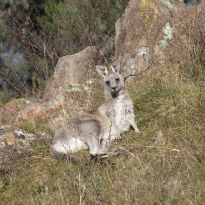 Macropus giganteus (Eastern Grey Kangaroo) at Mount Taylor - 30 Apr 2022 by MatthewFrawley