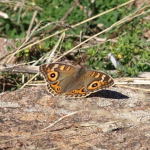 Junonia villida at Pearce, ACT - 1 May 2022