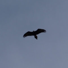 Aquila audax (Wedge-tailed Eagle) at Mount Taylor - 1 May 2022 by MatthewFrawley