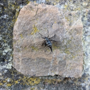 Boreoides subulatus at Campbell, ACT - 1 May 2022