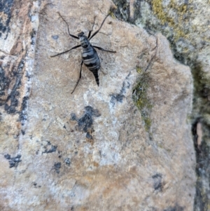 Boreoides subulatus at Campbell, ACT - 1 May 2022