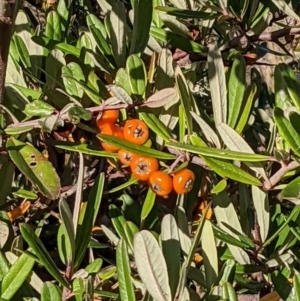 Pyracantha angustifolia at Watson, ACT - 1 May 2022 03:15 PM