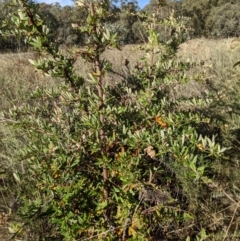 Pyracantha angustifolia at Watson, ACT - 1 May 2022 03:15 PM