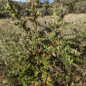 Pyracantha angustifolia at Watson, ACT - 1 May 2022 03:15 PM