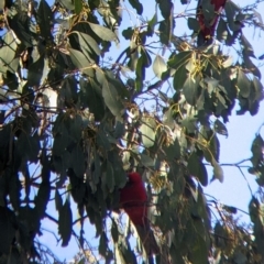 Platycercus elegans (Crimson Rosella) at Nariel Valley, VIC - 30 Apr 2022 by Darcy
