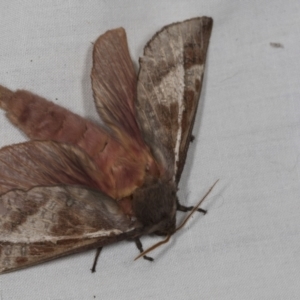 Oxycanus (genus) at Higgins, ACT - 1 May 2022 02:00 PM