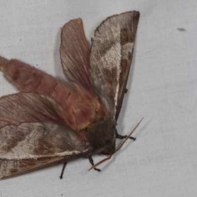 Oxycanus (genus) (Unidentified Oxycanus moths) at Higgins, ACT - 1 May 2022 by AlisonMilton