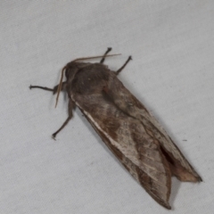 Oxycanus (genus) at Higgins, ACT - 1 May 2022 02:00 PM