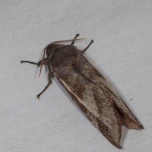 Oxycanus (genus) at Higgins, ACT - 1 May 2022