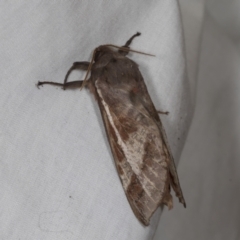 Oxycanus (genus) at Higgins, ACT - 1 May 2022