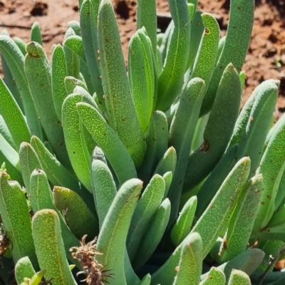 Unidentified Cactus / Succulent at Silverton, NSW - 28 Apr 2022 by AaronClausen