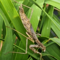 Mantidae (family) adult or nymph at Packsaddle, NSW - 29 Apr 2022 by AaronClausen