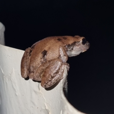 Litoria rubella at Packsaddle, NSW - 29 Apr 2022 by AaronClausen