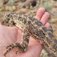 Unidentified Dragon at Tibooburra, NSW - 30 Apr 2022 by AaronClausen