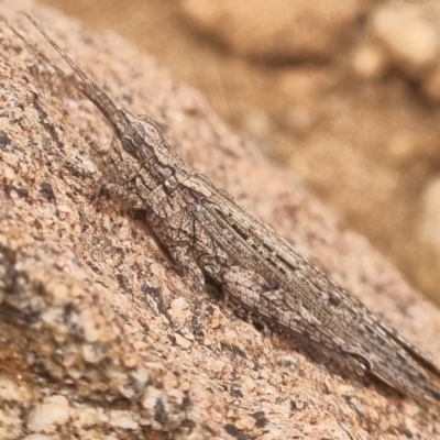 Coryphistes ruricola at Tibooburra, NSW - 30 Apr 2022 by AaronClausen