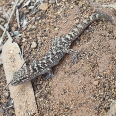Unidentified Monitor or Gecko at Tibooburra, NSW - 30 Apr 2022 by AaronClausen