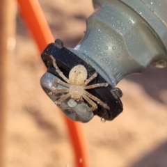 Unidentified Spider (Araneae) at Tibooburra, NSW - 30 Apr 2022 by AaronClausen