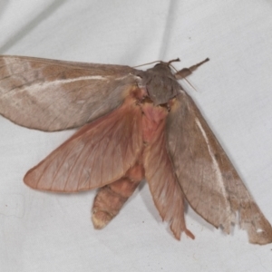 Oxycanus (genus) at Higgins, ACT - 1 May 2022