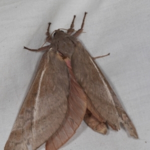 Oxycanus (genus) at Higgins, ACT - 1 May 2022