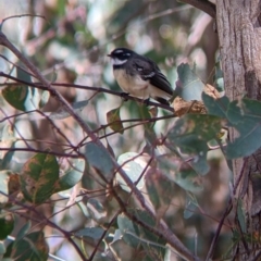 Rhipidura albiscapa (Grey Fantail) at Cudgewa, VIC - 1 May 2022 by Darcy