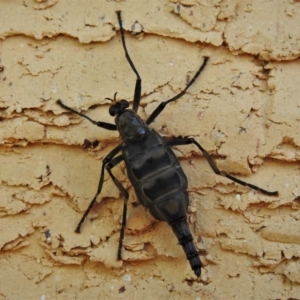 Boreoides subulatus at Wanniassa, ACT - 1 May 2022