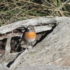 Petroica boodang at Nanima, NSW - 1 May 2022