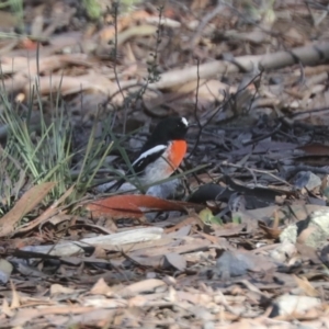 Petroica boodang at Nanima, NSW - 1 May 2022